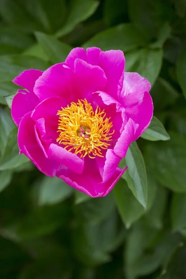Пионы с желтой серединкой название фото 128,815 Peony Pink Stock Photos - Free & Royalty-Free Stock Photos from Dreamsti
