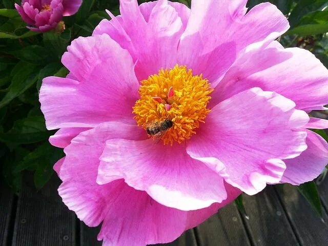 Пионы с желтой серединкой название фото Free Image on Pixabay - Peony, Flower, Paeonia, Pink Peonies, Yellow blossom, Fl
