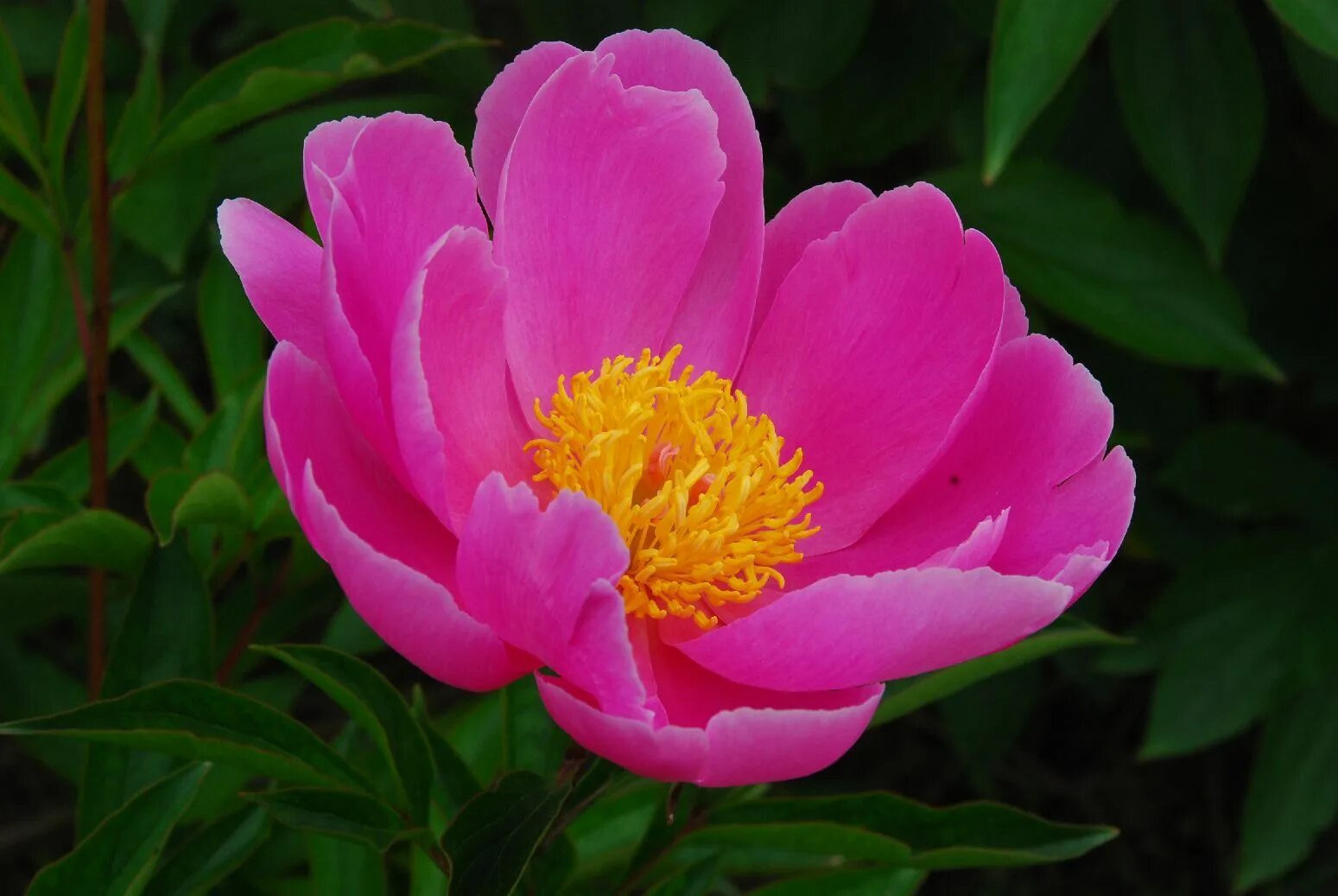 Пионы с желтой серединкой название фото Paeonia lactiflora 'Fen yu nu' - Herbaceous Perennial Plant