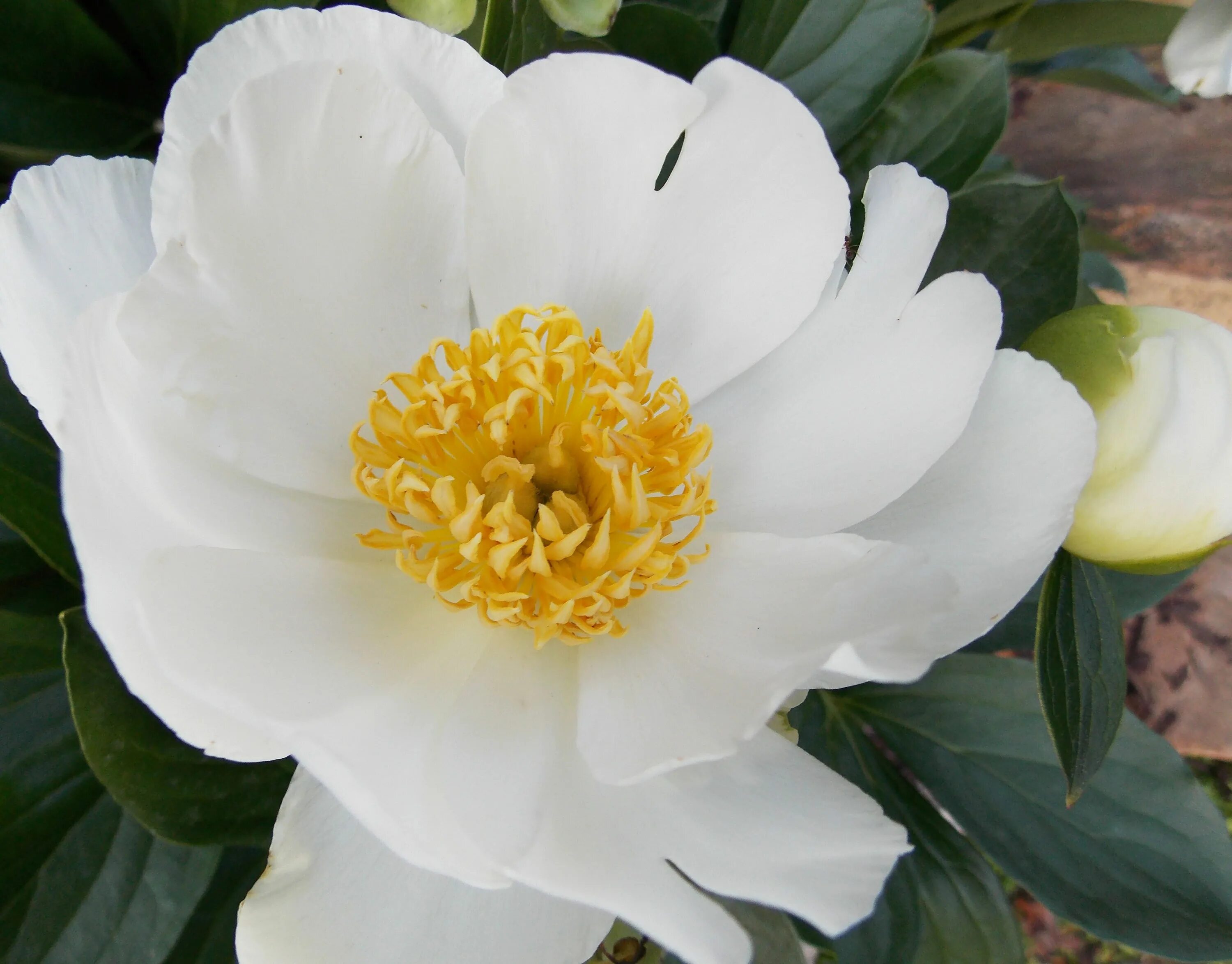 Пионы с желтой серединкой название фото Peonies Wedding flower types, Growing peonies, Hybrid tea roses