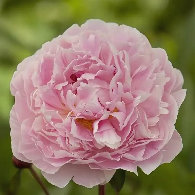 Пионы сара фото Peony Sarah Bernhardt Peonies, Peony sarah bernhardt, Flowers