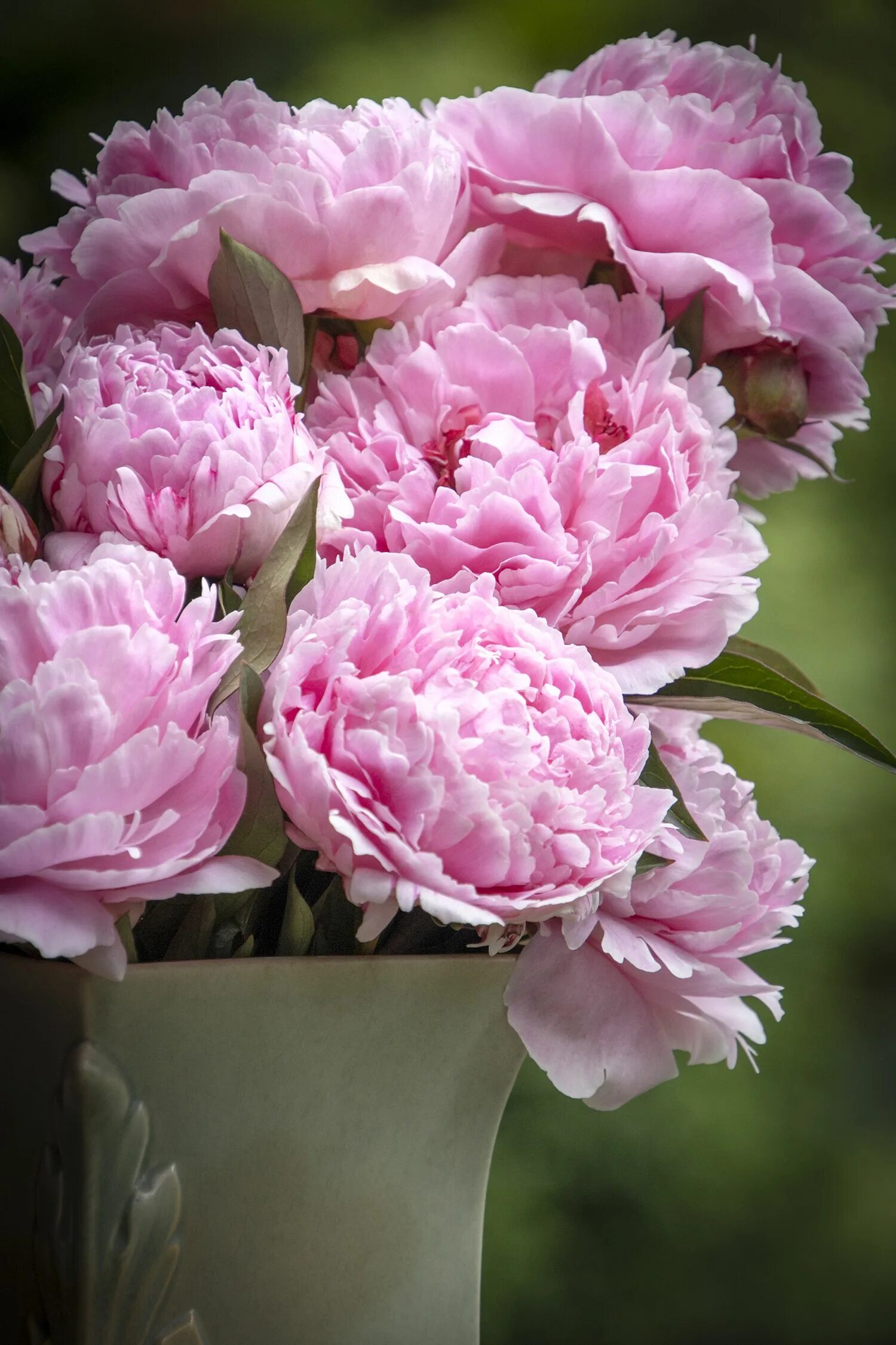 Пионы сара фото Sarah Bernhardt Double Peony Plants, Planting peonies, Plant catalogs