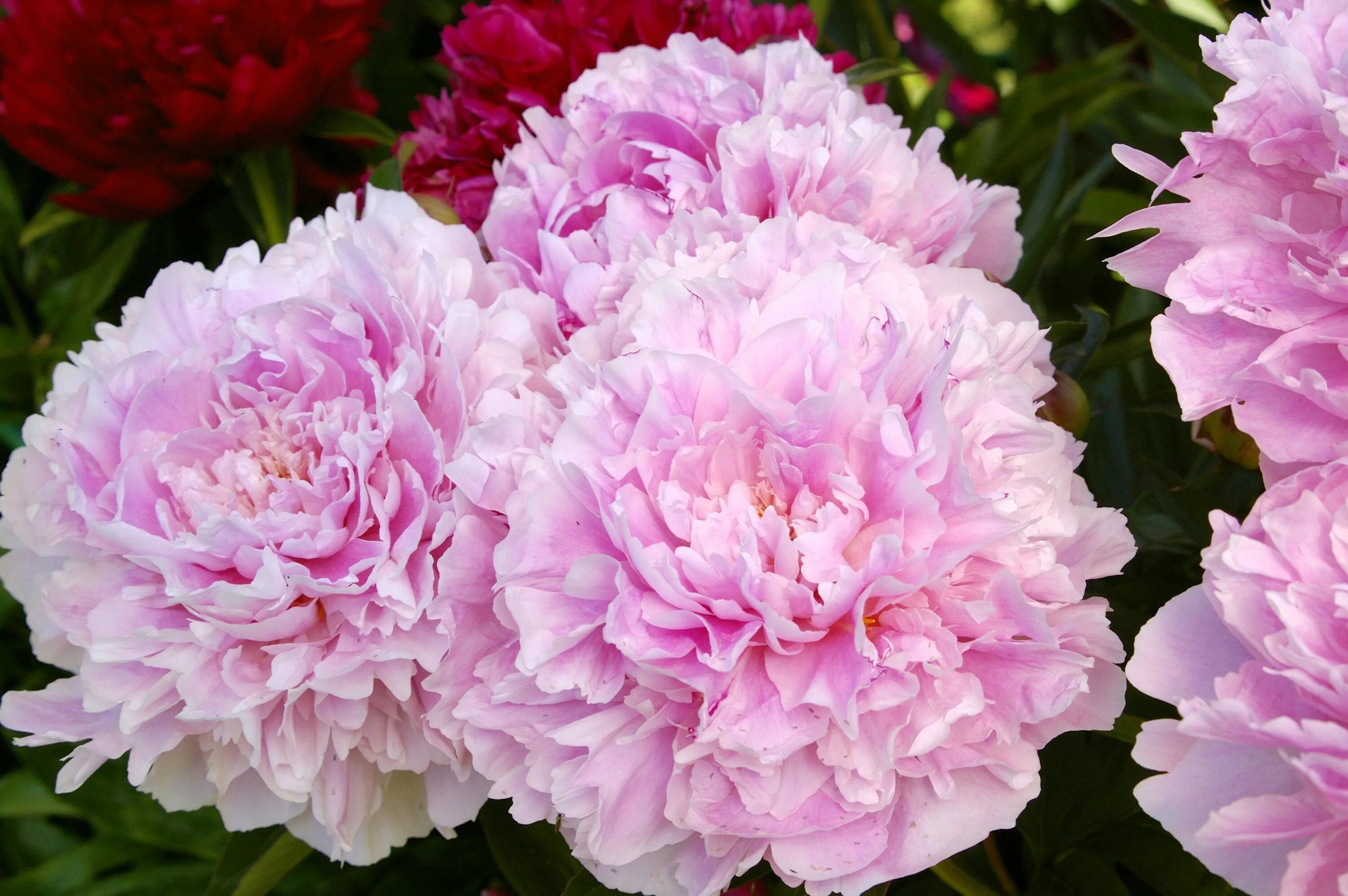 Пионы сара фото Пион sarah bernhardt фото - найдено 89 фото