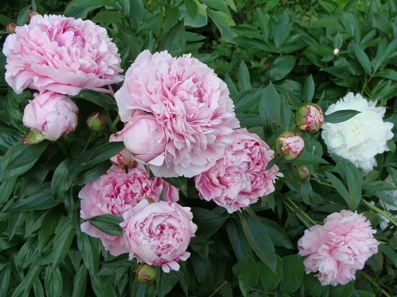 Пионы сара фото Фото-Светлана-Sarah Bernhardt в 2010 году