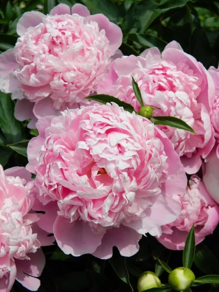 Пионы сара фото Paeonia lactiflora "Sarah Bernhardt" ( "Sarah Bernhardt" herbaceous peony ) by g