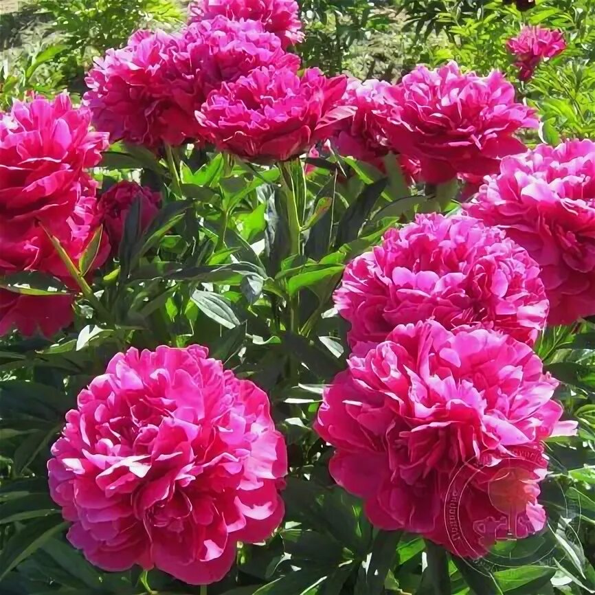 Пионы сорт канзас фото Пион Канзас (Paeonia Kansas) купить в Москве по низкой цене из питомника, достав
