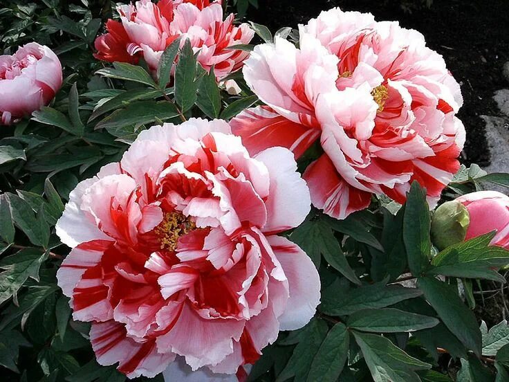 Пионы сорта для подмосковья описание фото PAEONIA SUFFRUTICOSA Shima-nishiki. Пион древовидный Сима-Нишики Blüten