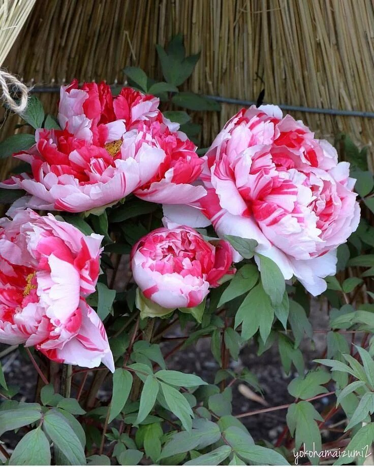 Пионы сорта для подмосковья описание фото 2,196 Likes, 38 Comments - Flowers from around the world (@ponyfony_flowers) on 