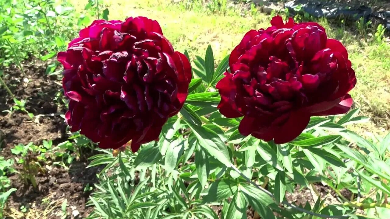 Пионы сорта для подмосковья описание фото Пион Червонный Оксамит / Peony Chervonnyj Oksamit - Сад на Волхове - YouTube