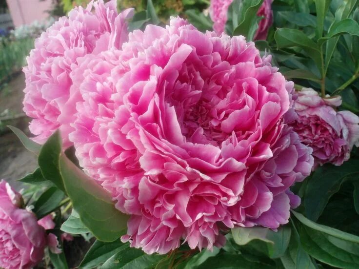 Пионы сорта махровые махровые с фото Пион травянистый Flowers, Garden plants, Rose