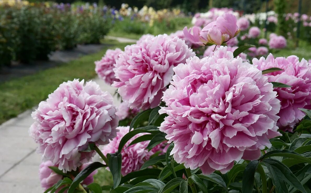 Пионы сорта махровые махровые с фото Саженцы пион Агродекор Pink Double AGRO1235 1 шт. - характеристики на Мегамаркет