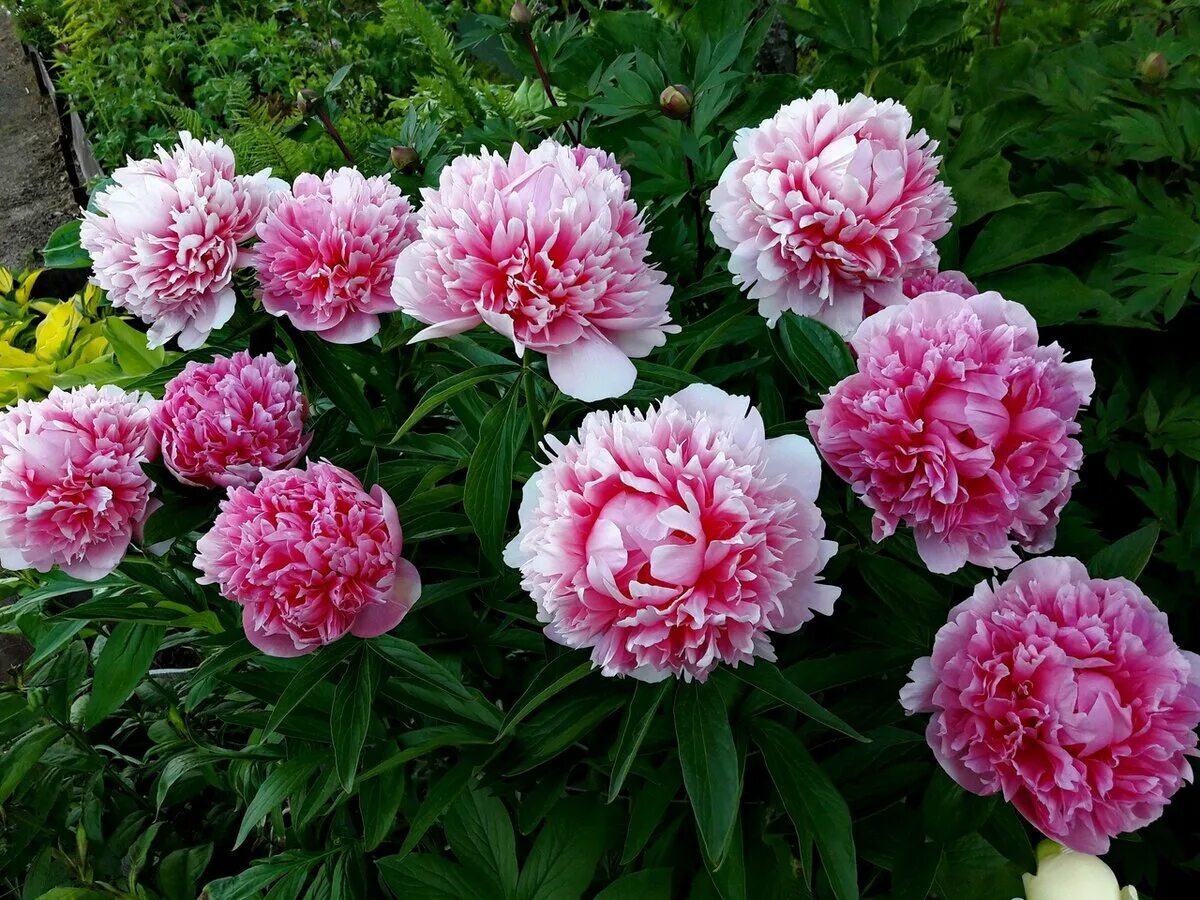 Пионы сорта с фото Пион каталог сорта с фото