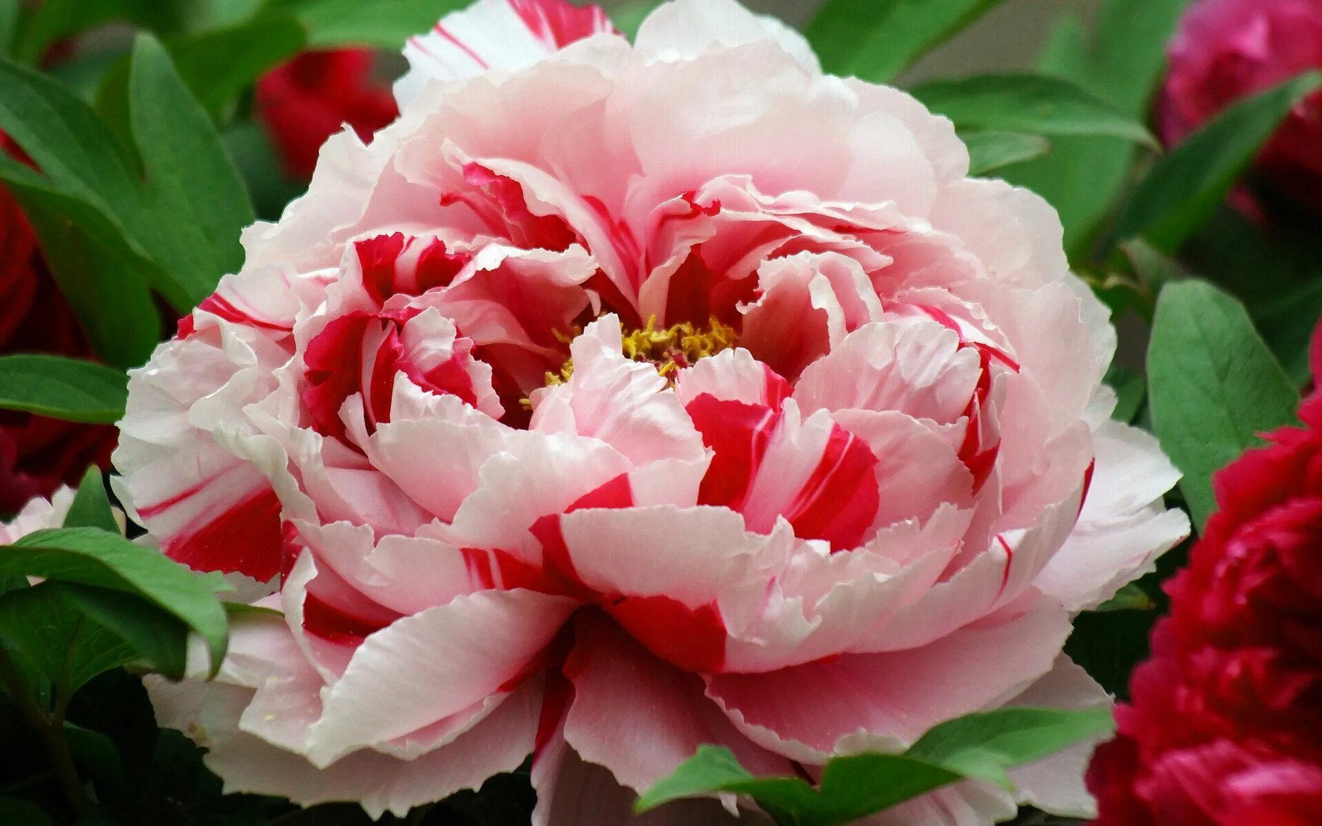 Пионы сорта с фото peony - Google Search Flower garden design, Peony flower garden, Flowers