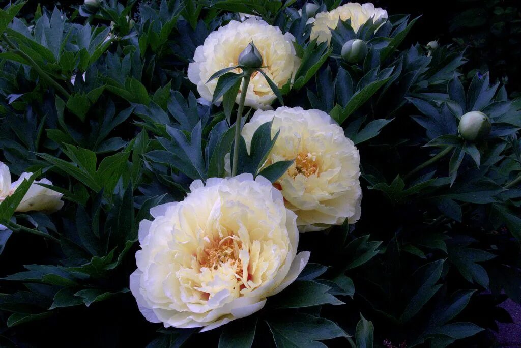 Пионы сорта с фото Pin on Plants (flowers and more) -- seen in the wild, in gardens, farmers market