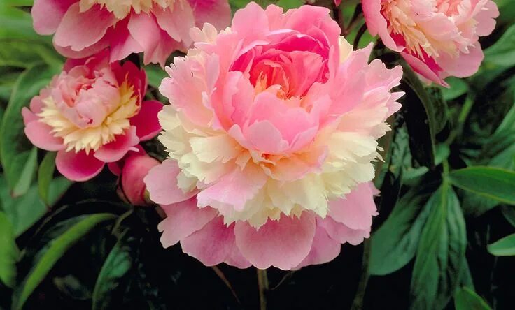 Пионы сорта с фото купить Pin on Peonies