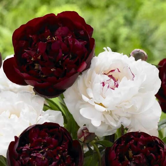 Пионы сорта с фото купить Peony Double Buckeye Belle/Festiva Maxima Planting peonies, Plants, Beautiful fl