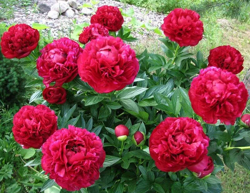Пионы сорта с фото купить Купить саженцы Пион Генри Бокстос (Paeonia Henry Bockstoce) травянистый в Москве