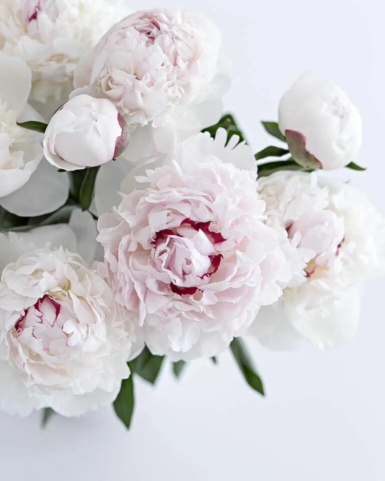Пионы светлые фото Fresh flowers arrangements, Beautiful flowers, Flower arrangements