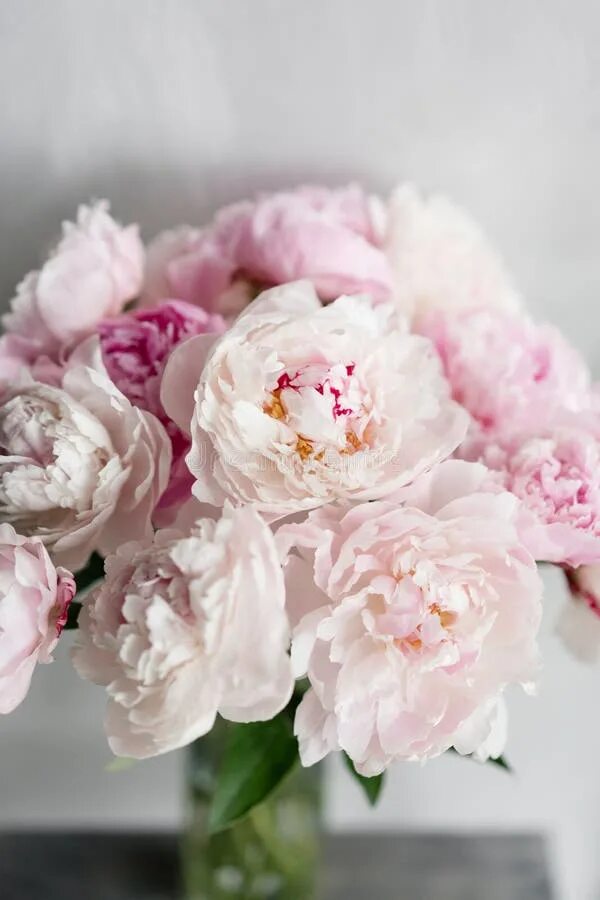 Пионы светлые фото 64,246 Peonies Peony стоковые фото - бесплатные и стоковые фото RF от Dreamstime