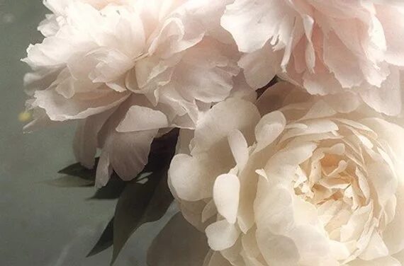 Пионы светлые фото Pastel Peony Art Print, Flower Photography, Bedroom Art, French Country Decor