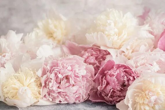 Пионы светлые фото This item is unavailable Etsy Floral photography, Flowers photography, Botanical
