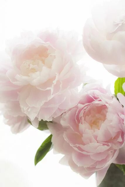 Пионы светлые фото thisivyhouse Beautiful flowers, Pretty flowers, Flowers