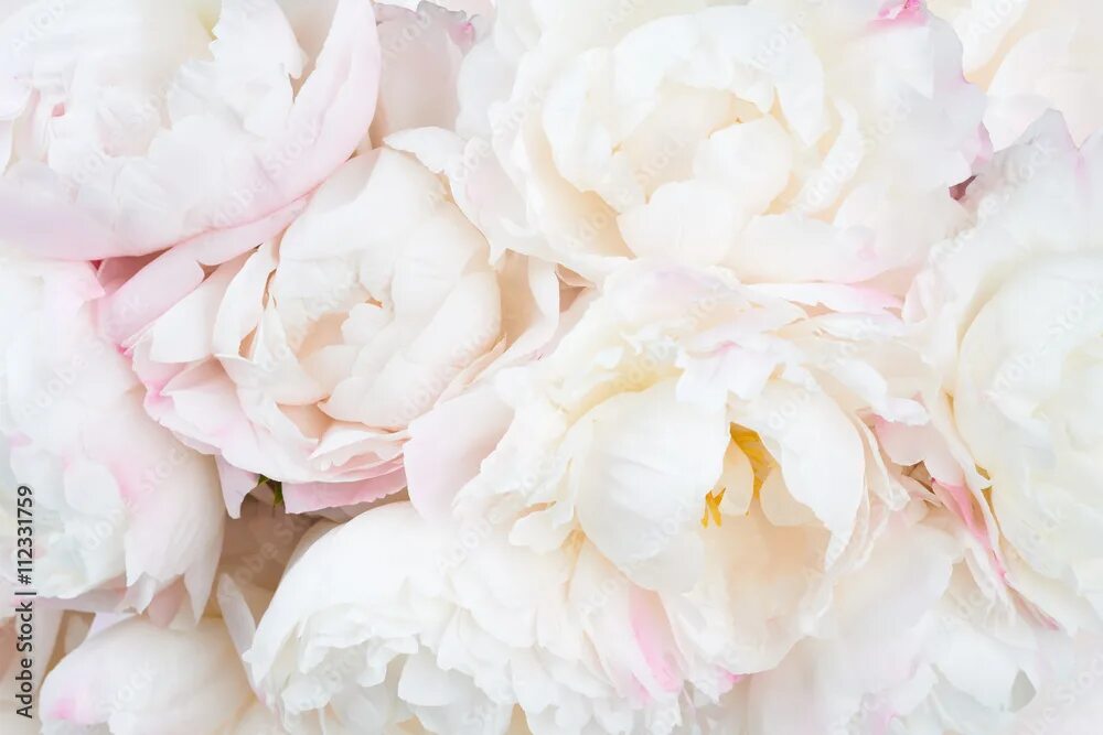 Пионы светлые фото Beautiful floral background Stock Photo Adobe Stock