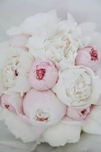 Пионы светлые фото Gorgeous Peonies Express Photos White peonies bouquet, Peonies, Peonies bouquet