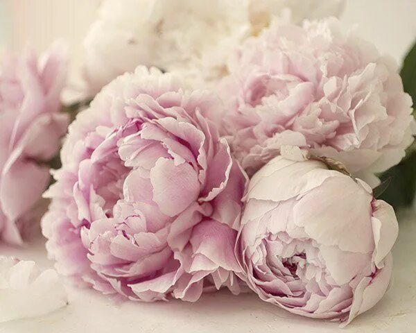 Пионы светлые фото Peony Print, Hygge Print, Peony Wall Art, Shabby Chic Bedroom Decor - Etsy UK Pe