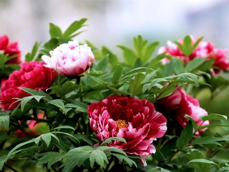 Пионы цветение фото peonies photos 1600x1200 ... 明 る い 牡 丹 の 花 写 真 壁 紙 - 1600x1200 壁 紙 ダ ウ ン ロ-ド