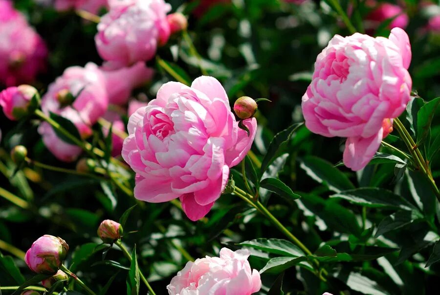 Пионы цветение фото How to Plant, Grow & Care for Peony Flowers Garden Design