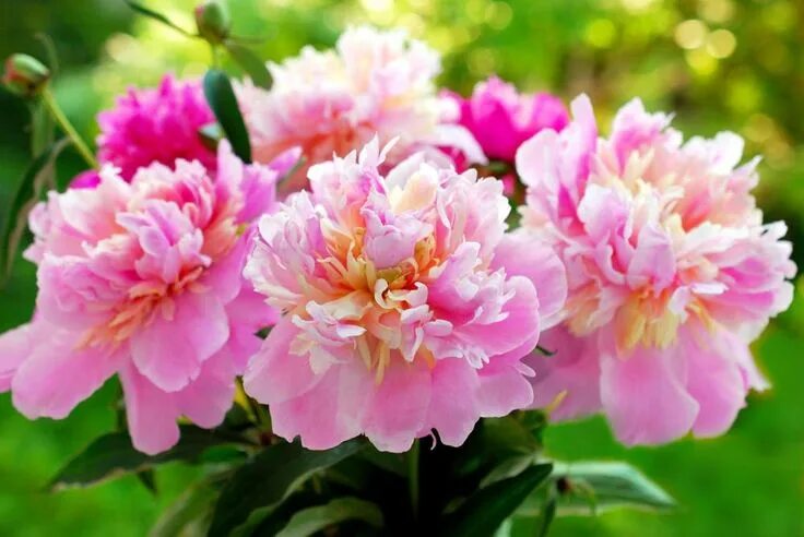 Пионы цветение фото Пионы - все секреты выращивания и ухода Peonies, Planting peonies, Growing peoni