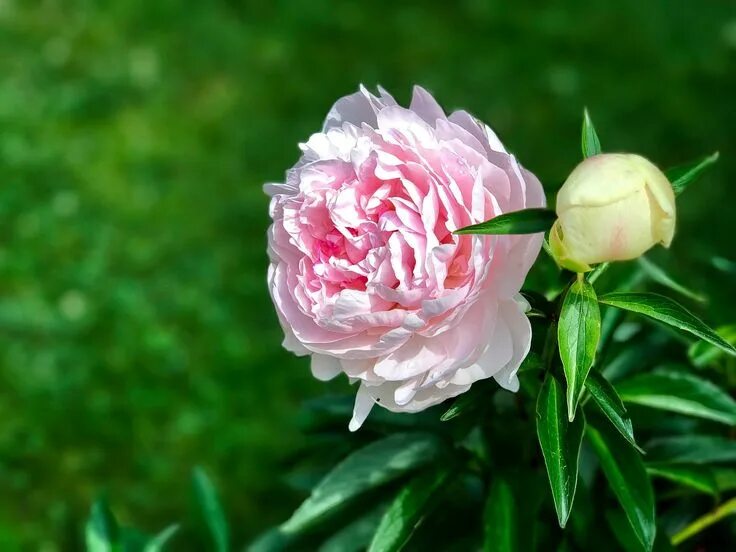 Пионы цветение фото Rose Peony Flower - Free photo on Pixabay Peonies, Flowers, Flower garden