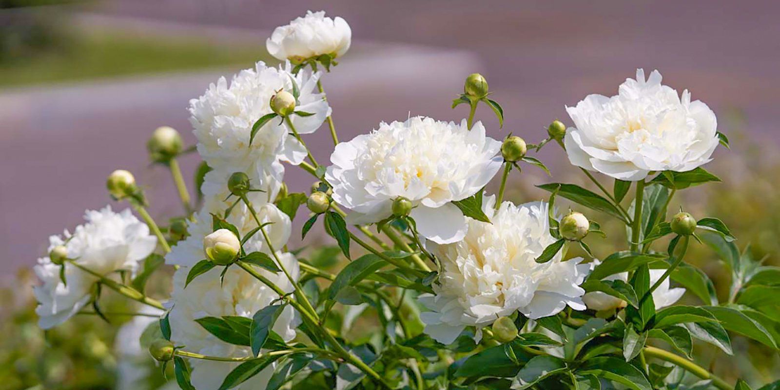 Пионы цветение фото Peonies in bloom at VDNKh / News / Moscow City Web Site