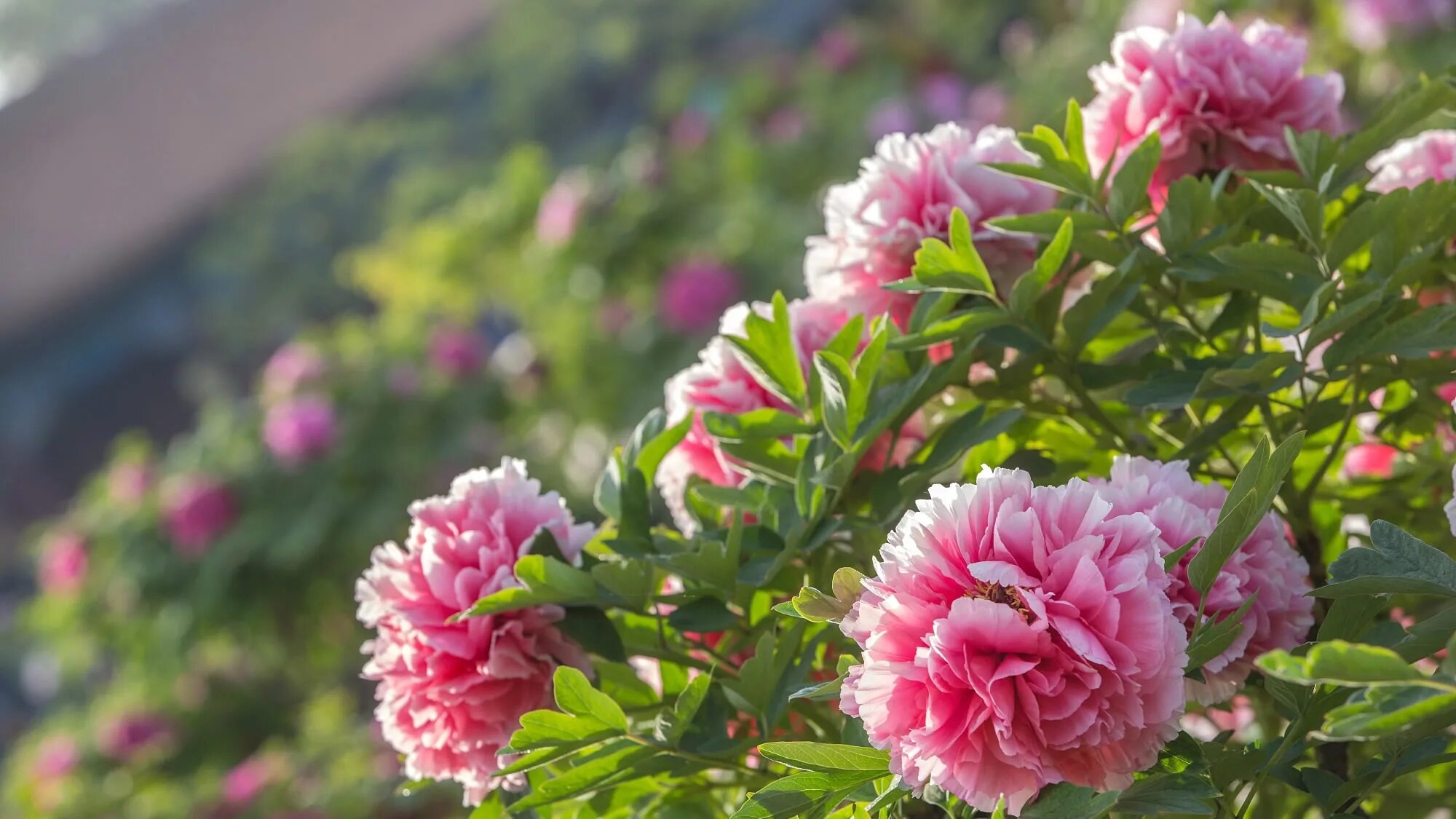 Пионы цветение фото Peonies, China's former national flower, bloom in imperial garden - CGTN