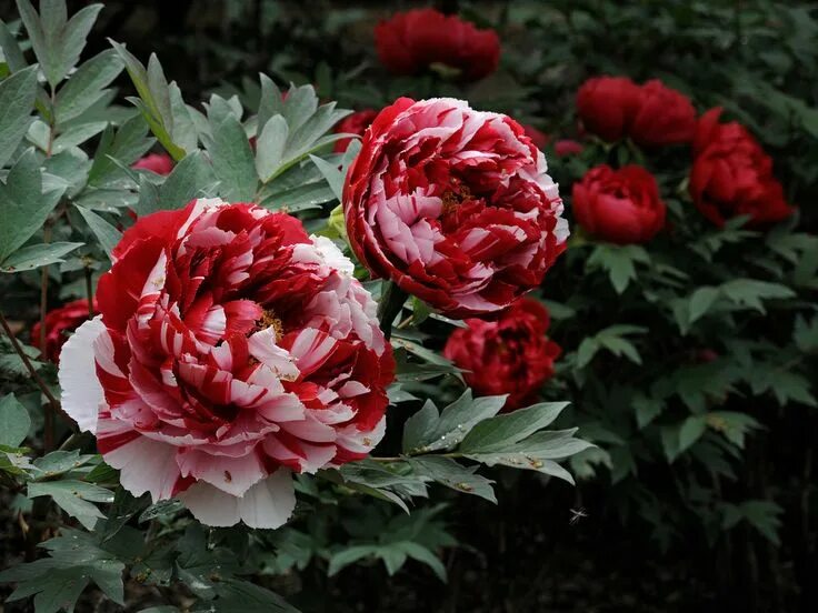 Пионы цветение фото Peony at Tsurugaoka Hachimangu,Kamakura