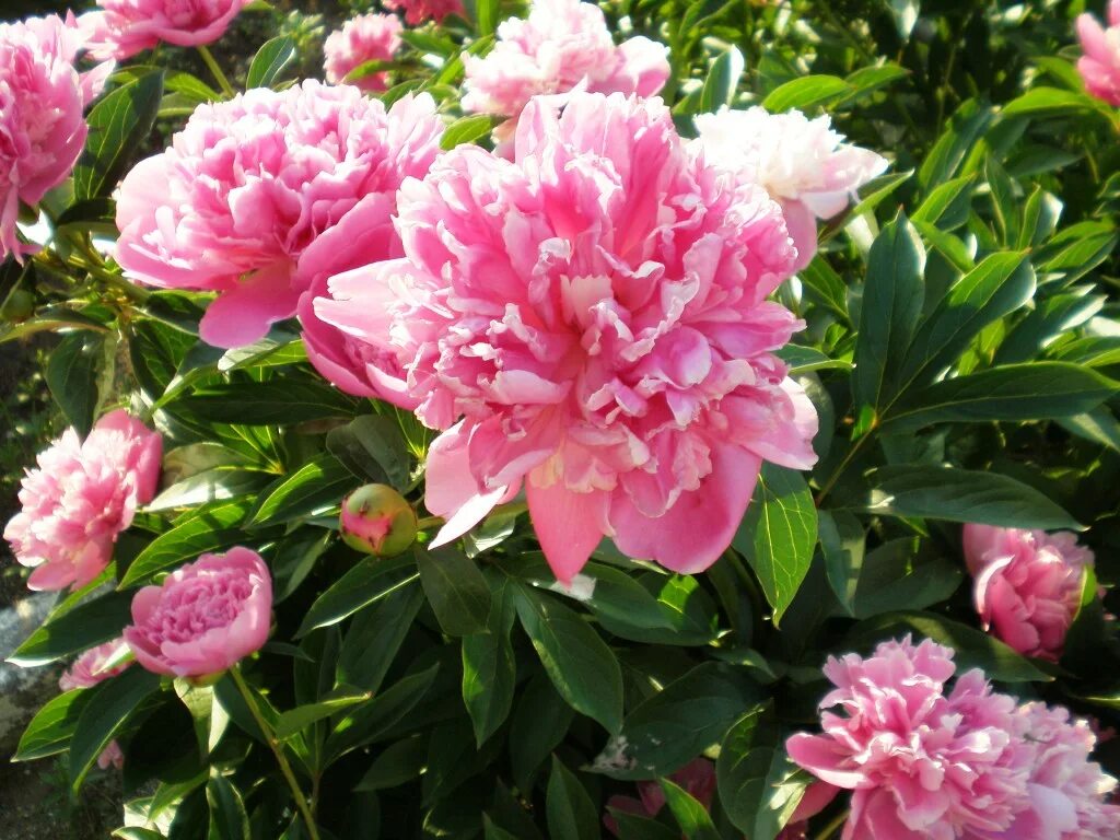 Пионы цветение фото Файл:Paeonia officinalis001.jpg - Вікіпедія