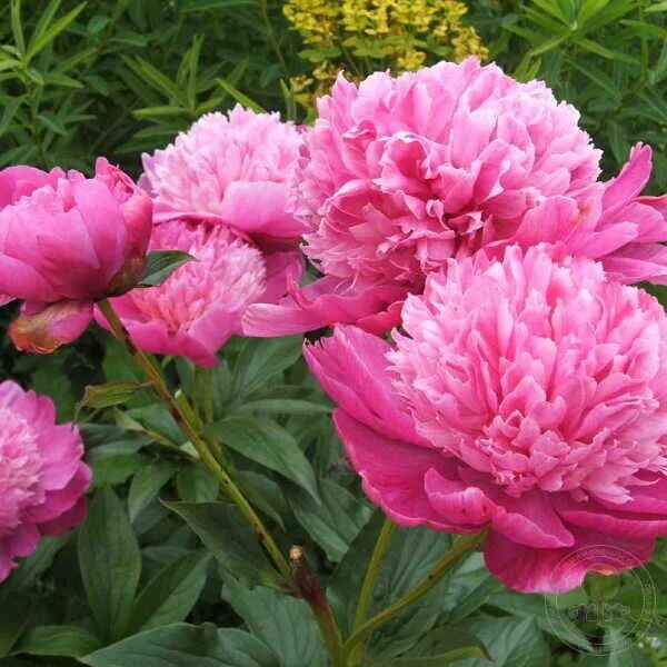 Пионы травянистые фото и названиями Пион Барбара (Paeonia Barbara) купить в Москве по низкой цене из питомника, дост