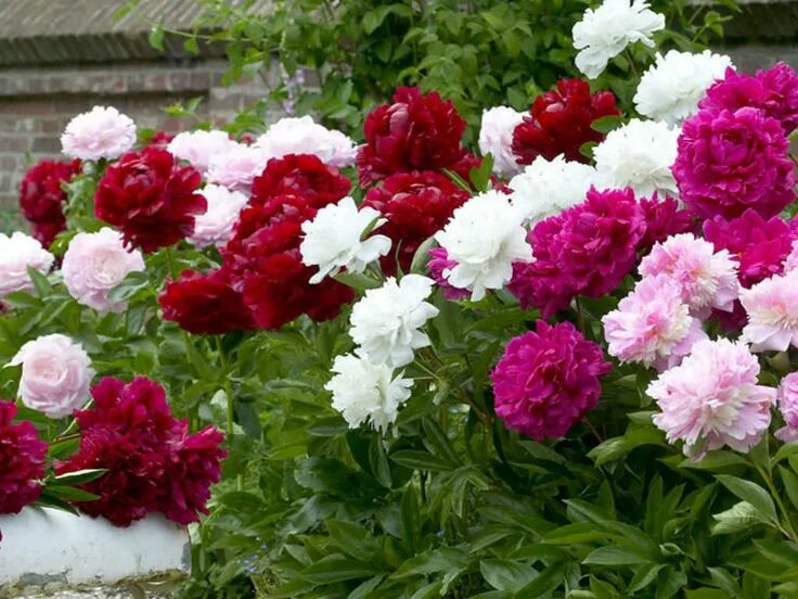 Пионы уход фото How to Grow and Care for Peonies: The hardy Peony plant prefers full sun, pH-neu