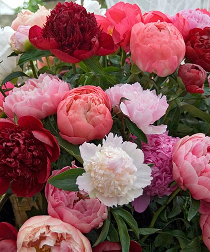 Пионы уход фото Love this Mixed Cut Flower Peony Root - Set of Five by bloomsz on #zulily! #zuli