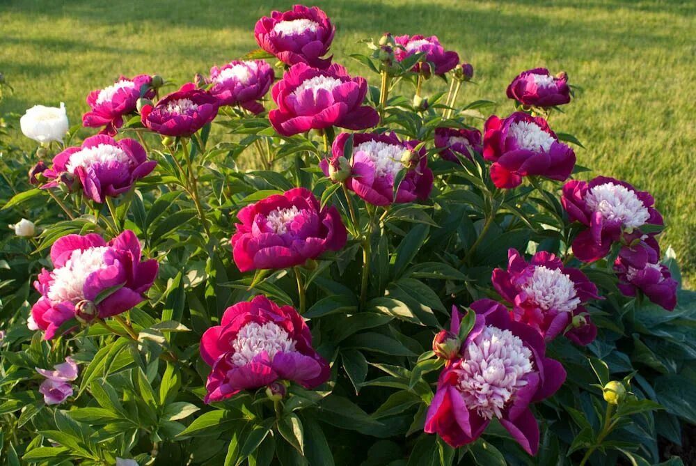 Пионы уход фото Paeonia-White CapDSC00032 Growing peonies, Wonderful flowers, Trees to plant