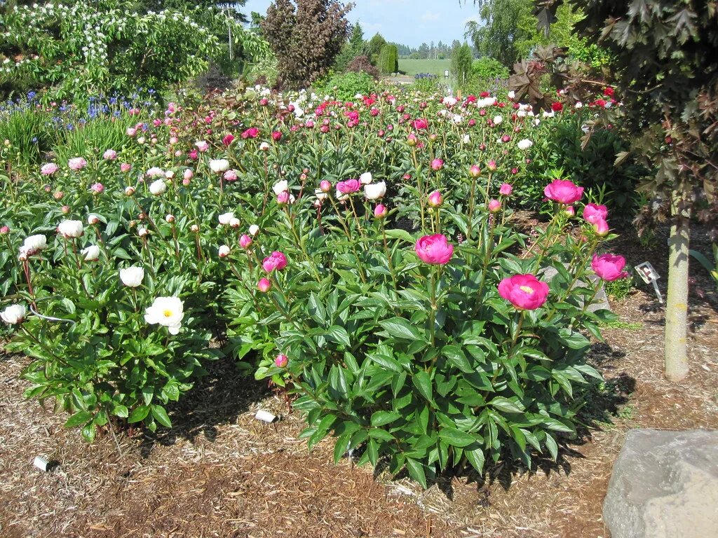 Пионы уход в открытом грунте фото Adelman Peony Gardens - June 7, 2011 Peonies - hundreds of. Flickr