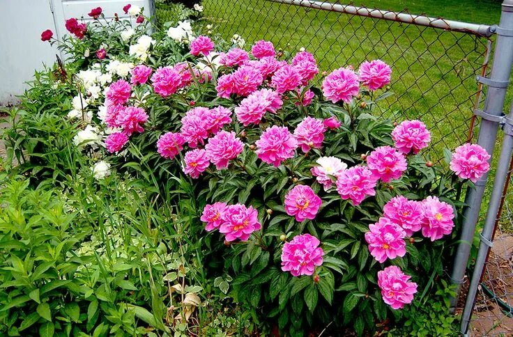 Пионы уход в открытом грунте фото Cum înmulţim bujorul, evitând pauza de înflorire? Flower garden, Beautiful flowe