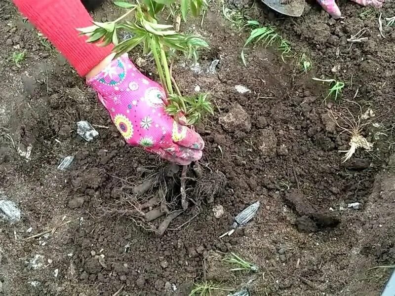 Пионы уход в открытом грунте фото Все об уходе и посадке пионов в открытый грунт: как вырастить, когда сажать