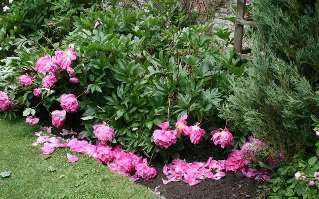 Пионы уход в открытом грунте фото Just Ditch Those Floppy Peonies Growing peonies, Peonies garden, Peonies