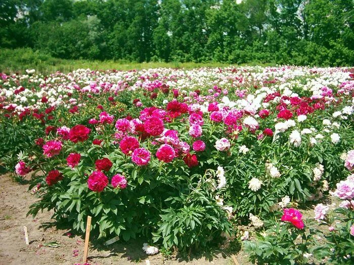 Пионы уход в открытом грунте фото Beautiful Peonies: Tips for Growing and Care