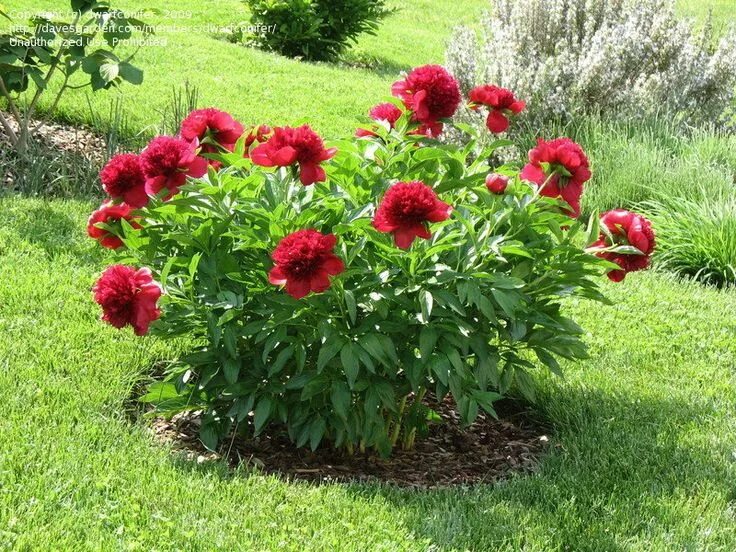 Пионы уход в открытом грунте фото Image result for red charm peony Peonies garden, Backyard plants, Growing peonie