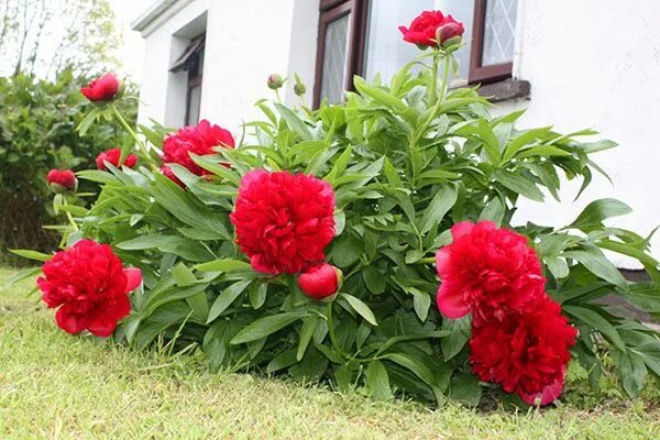 Пионы уход в открытом грунте фото Пионы - посадка и уход в открытом грунте весной и осенью, подкормка, видео Peony