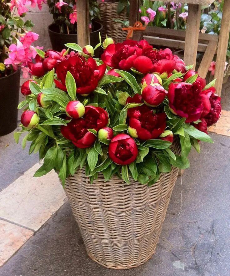 Пионы в корзине фото Peonies & Lavender Beautiful flower arrangements, Large flower arrangements, Peo