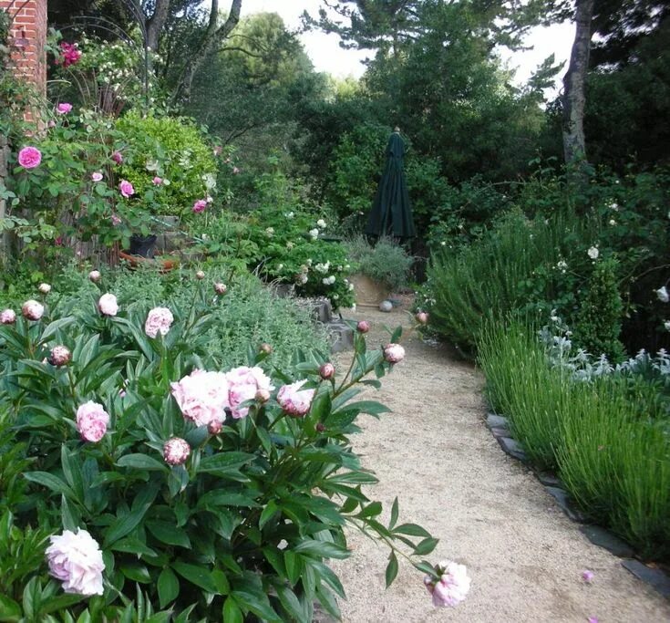 Пионы в ландшафтном дизайне Trouvais peonies in the border Peonies garden, Beautiful gardens, Sloped garden